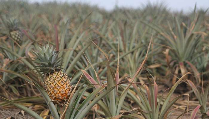 Eksotiske frugter i Thailand spænder fra de velkendte ananas og vandmelon til de mere "overraskende" som for eksempel Dragon Fruit, Durian og de enorme 'Jackfruit'. Der er mange frugter på display i Thailand og mange kan købes på lokale markeder.