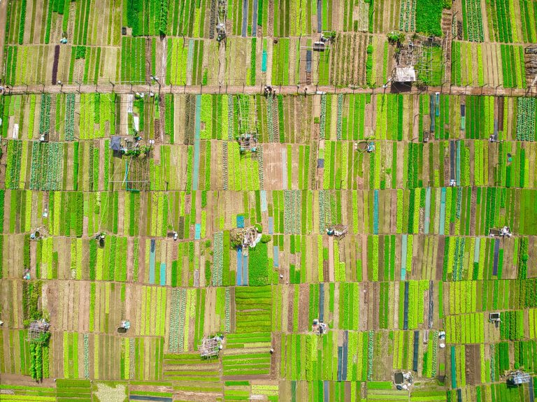 capturing-the-lush-fields-and-farmsteads-of-tra-qu-2025-02-10-06-08-52-utc-min