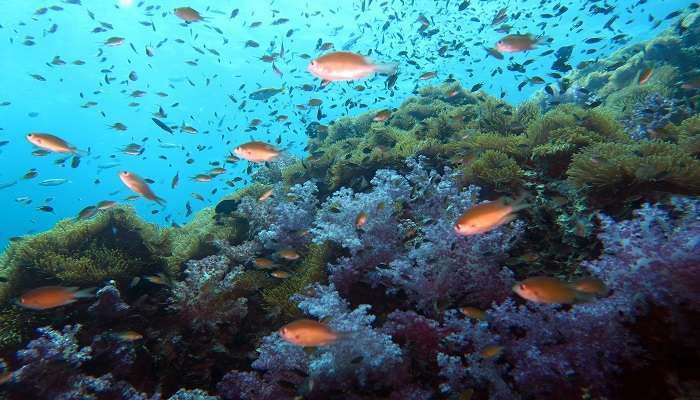 Ferie i Krabi, Thailand Ferie i Krabi, Thailand - Asien Travel