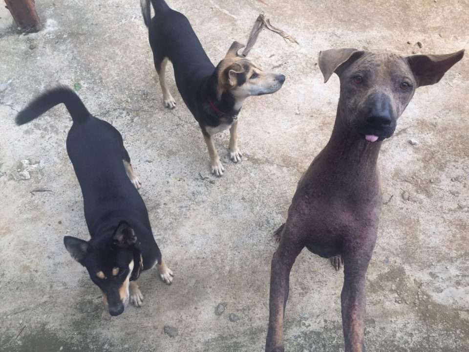 Happy Dogs Koh Chang