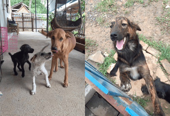 Happy Dogs Koh Chang