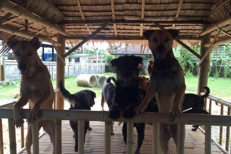 Happy Dogs Koh Chang