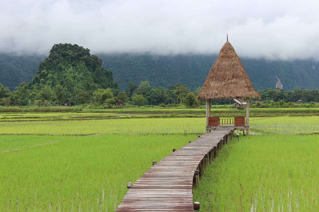 Paddy-field-in-Vang-Vieng