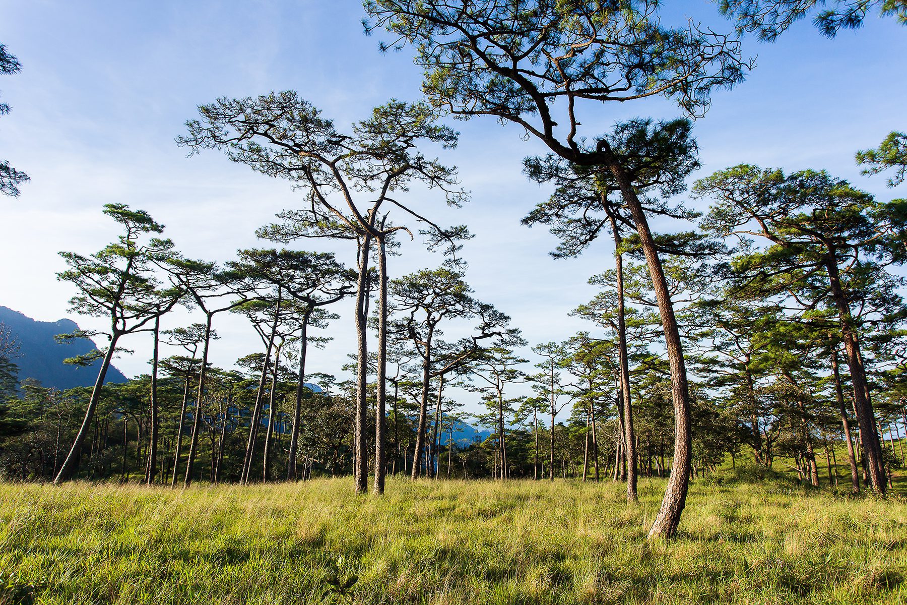 Thailands Nationalparker Thailands Nationalparker - Phu Soi Dao National Park