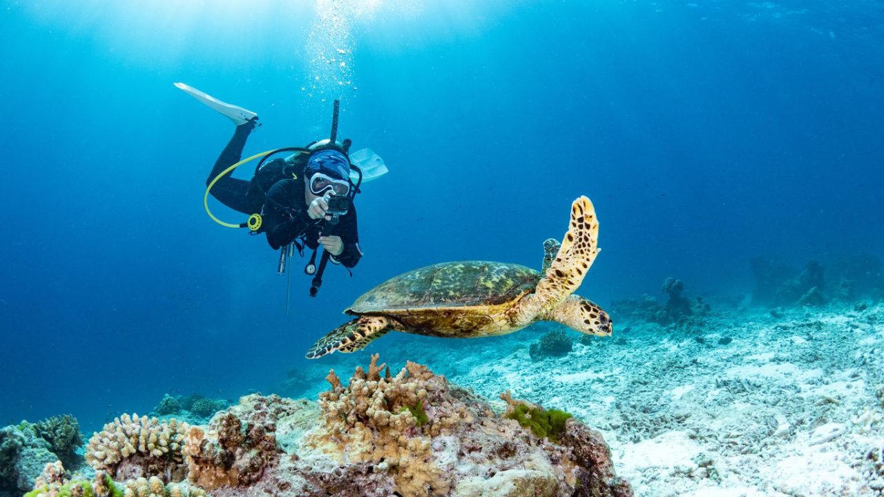 Lub d Koh Tao Tanote Bay Diving