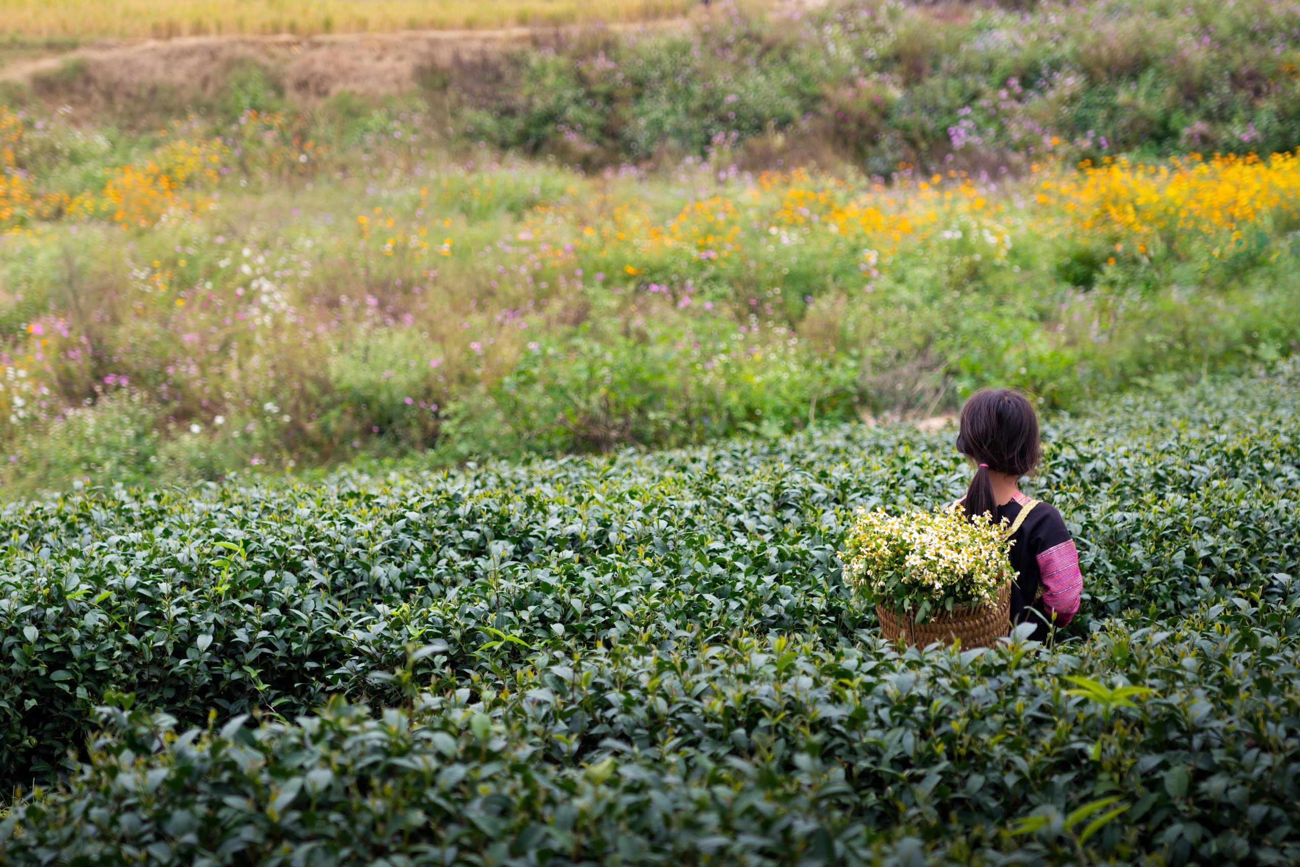 Oplevelser i Nordvietnam