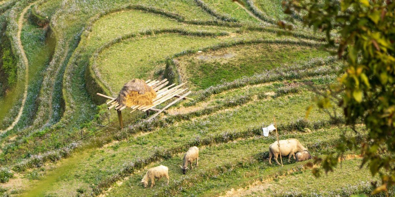 Nordvietnam – Mødet med bjergfolk, markeder og magiske landskaber