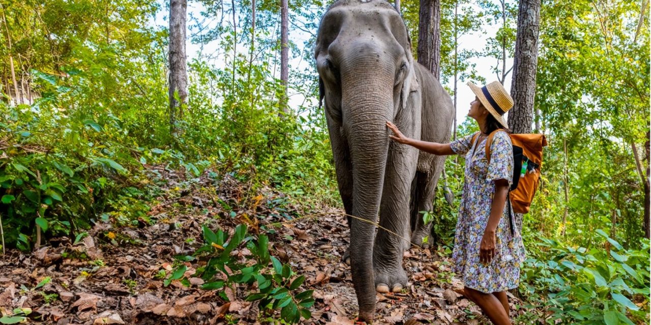Krabi Elephant Home Sanctuary