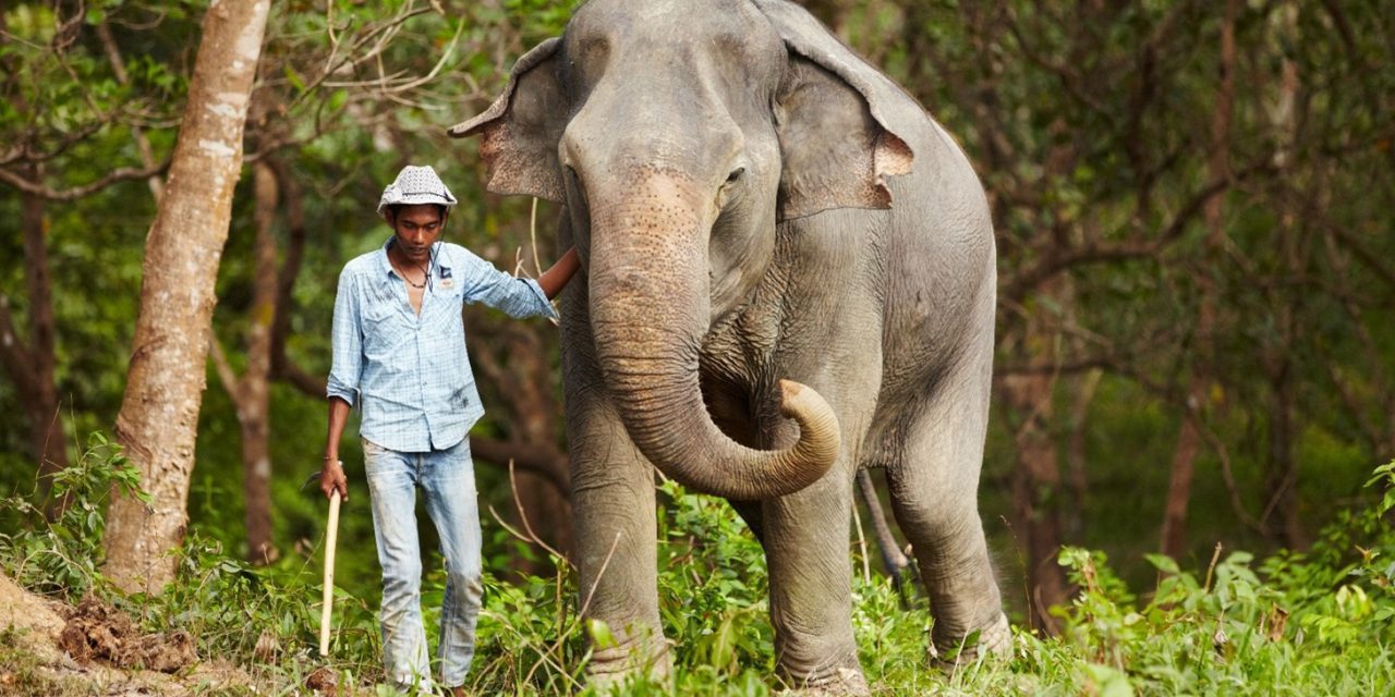 Khao Lak – Elephant Care