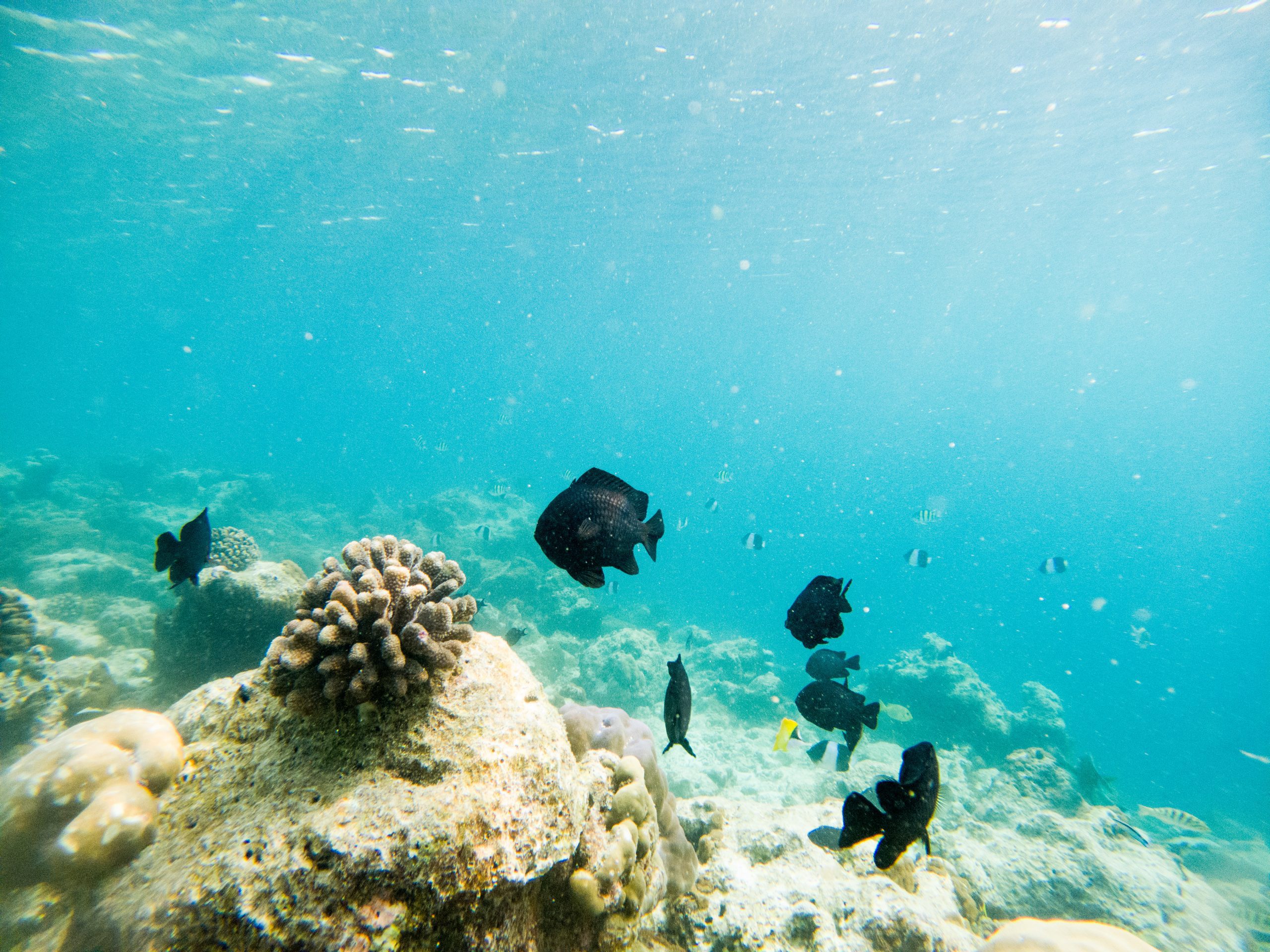 corals and tropical fish underwater sea life corals and tropical fish underwater sea life