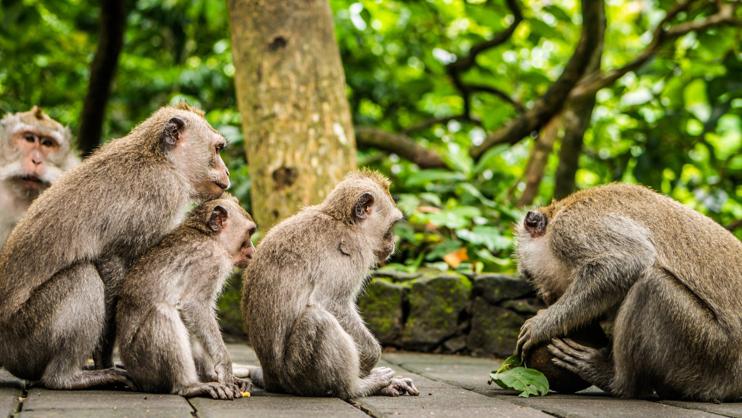Opening Coconut, Long-tailed macaques, Macaca fascicularis, in Sacred Monkey Forest, Ubud, Indonesia Opening Coconut, Long-tailed macaques, Macaca fascicularis, in Sacred Monkey Forest, Ubud. Indonesia