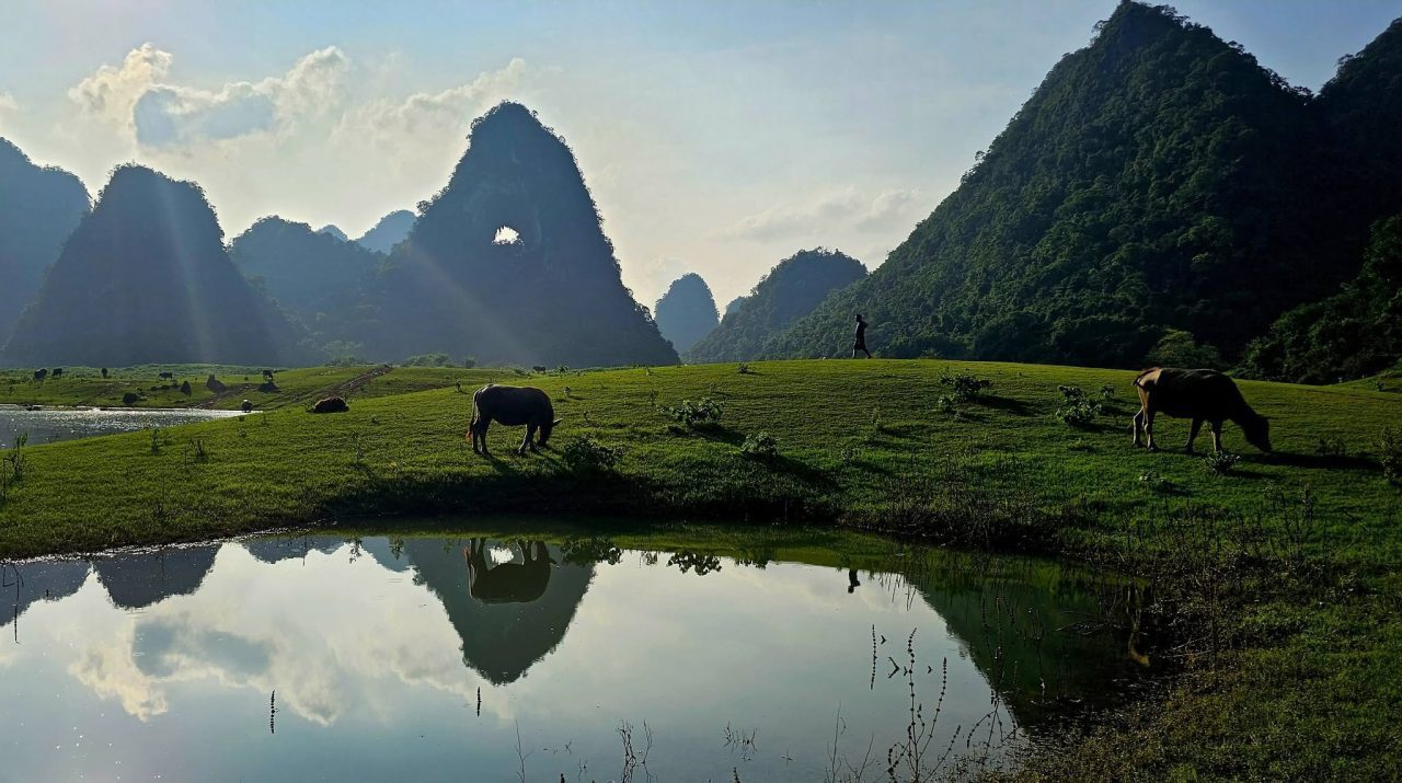 Vandbøfler ved Angel Eye Mountain i det frodige landskab i Cao Bang. Vandbøfler ved Angel Eye Mountain i det frodige landskab i Cao Bang.